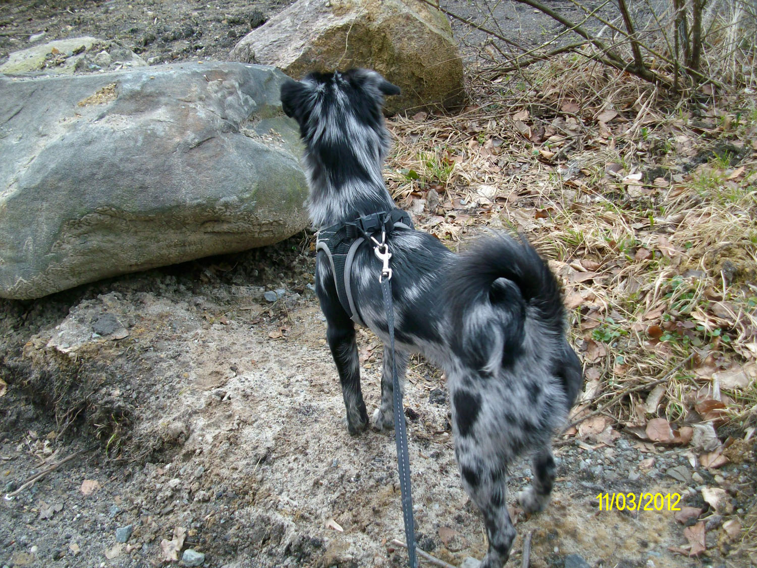 Merlin (Parson Russell Terrier, Westhighland Terrier, Zwergspitz) Parson Russell Terrier Westhighland Terrier Zwergspitz 